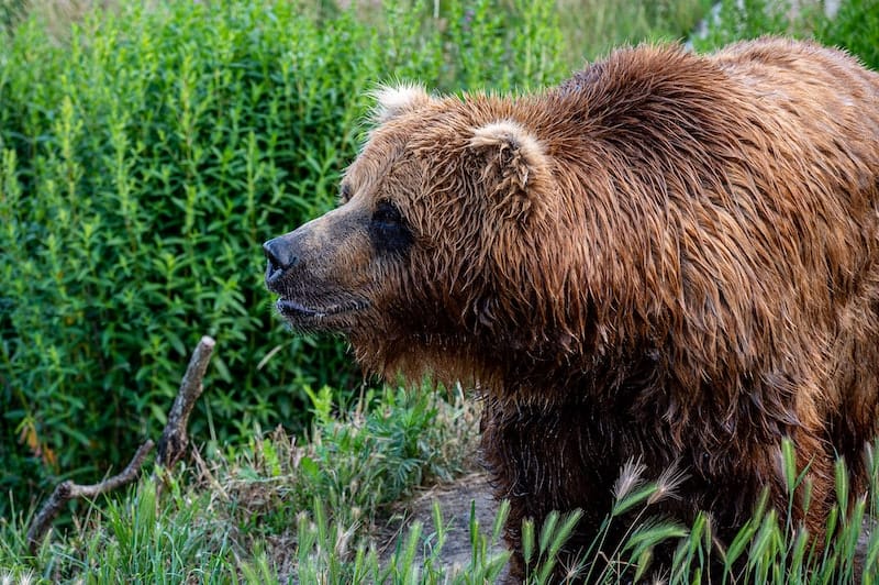 best bear sprays
