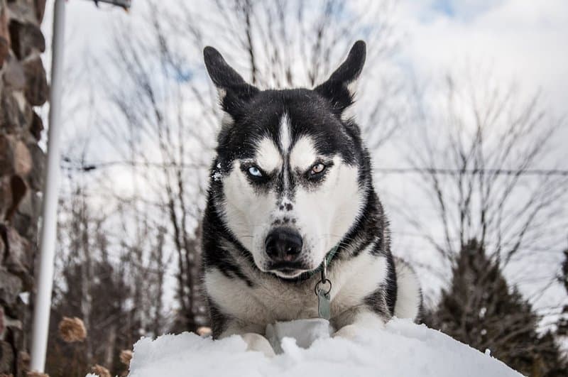 bear spray on wild angry dog
