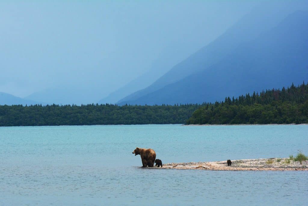 camping in alaska with bears