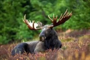 does bear spray work on moose