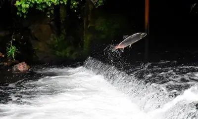 salmon fish in alaska