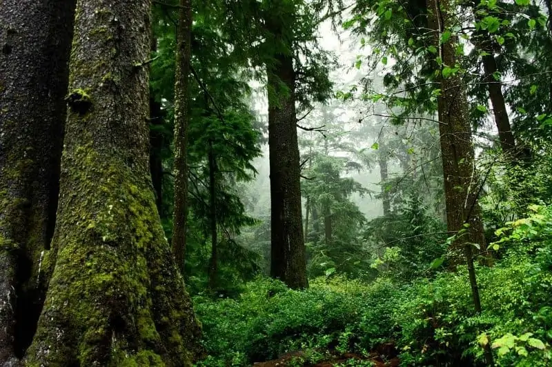 wet woods after heavy rain