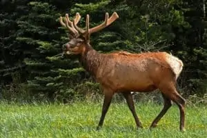 elk hunting tips for beginners