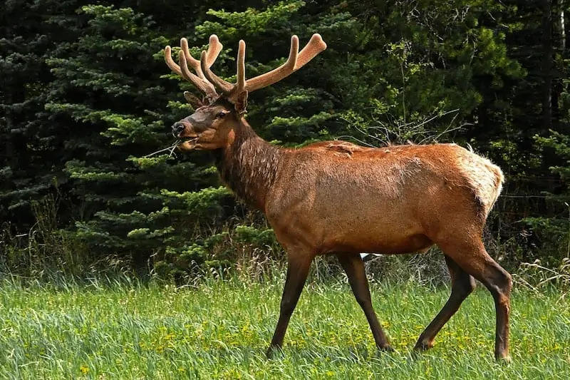 elk hunting tips for beginners