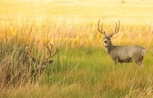 mule deer hunting tips