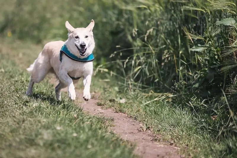 dog running for hunting