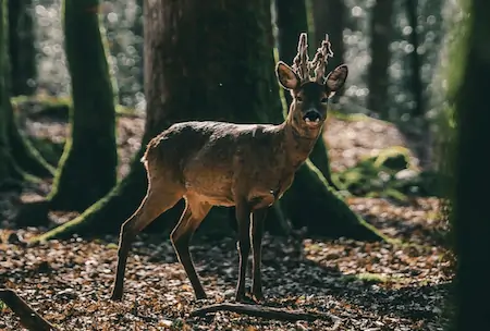 deer in wooded area