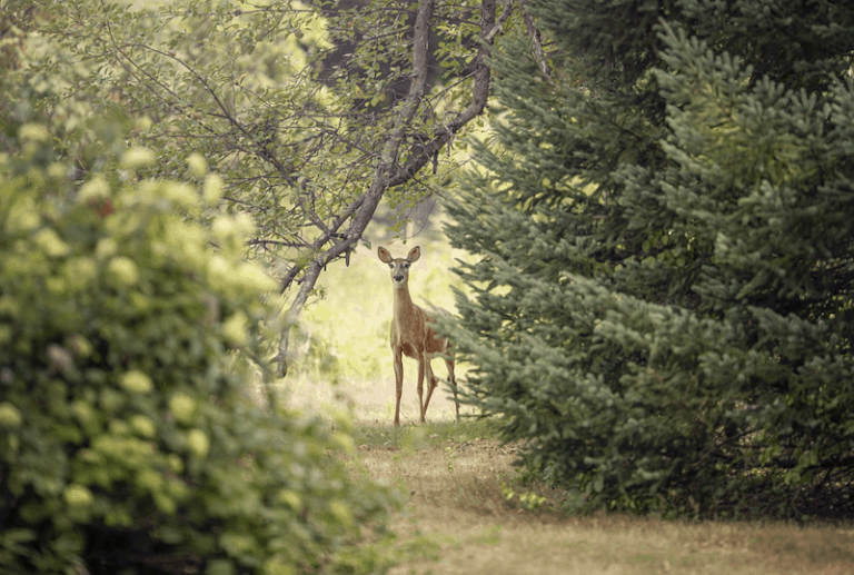 Why Do Deer Freeze In Headlights? [Scientific Explanation]