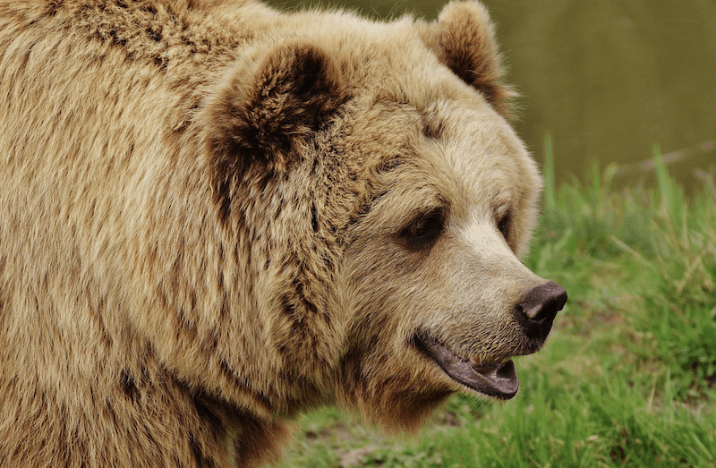 a bear's sense of smell