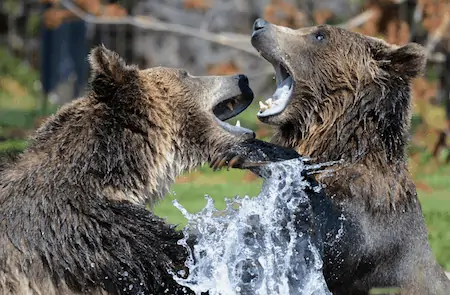 bear attack tent