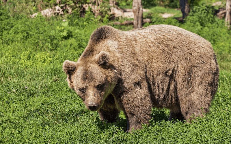 bear proof your property
