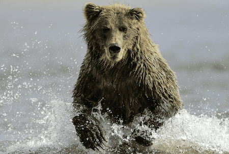 bear attacking cooler