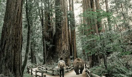 bear encounter