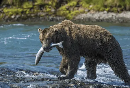 brown bear