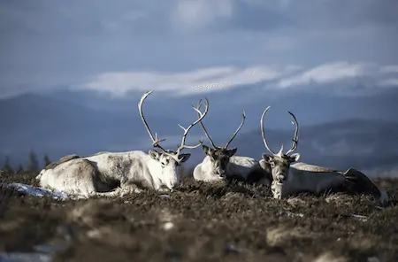 Caribou Deer