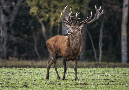 Elk deer
