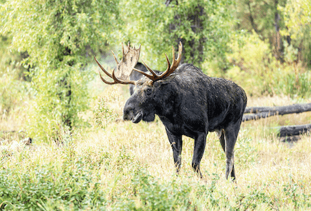 Moose deer