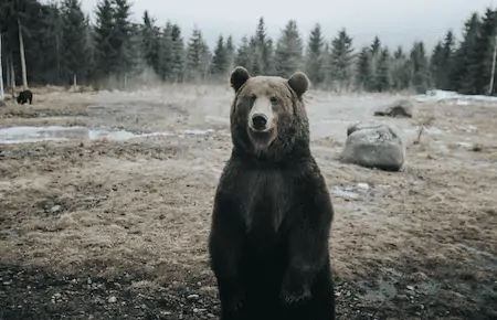 avoid bears