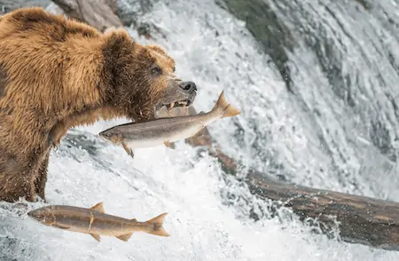 bear fishing