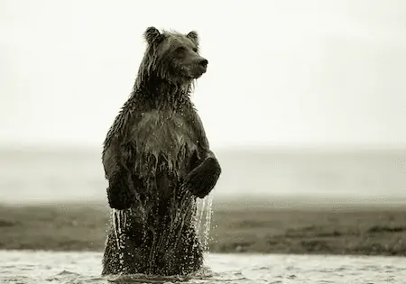 bear on the hike