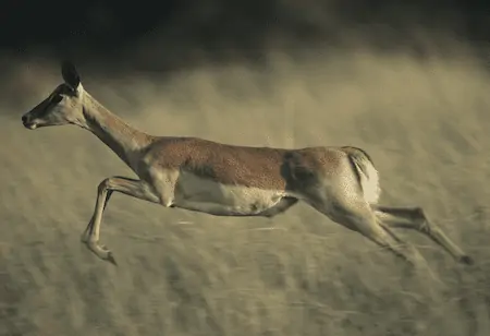 deer running fast