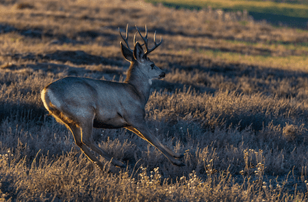 How Fast Can a Deer Run? Everything You Need to Know