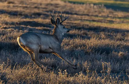 deer running fastest