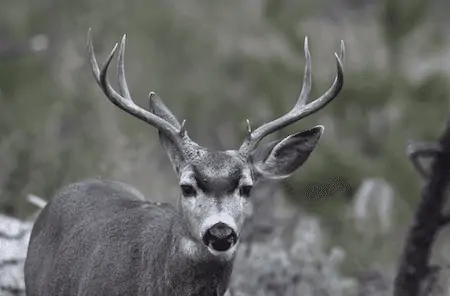 mule deer