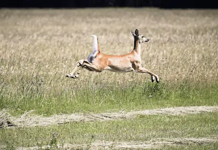 white tailed deer