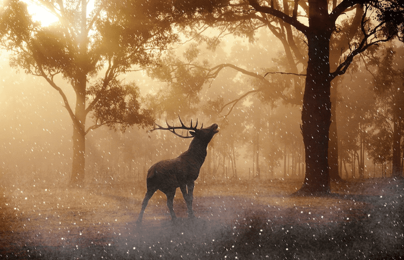Why Do Deer Freeze In Headlights? [Scientific Explanation]