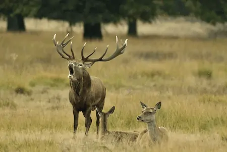 deer attack human