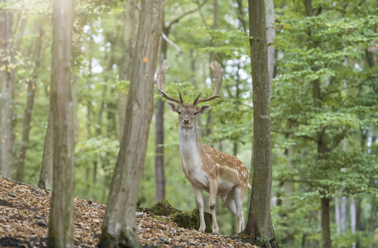 Why Do Deer Freeze In Headlights? [Scientific Explanation]