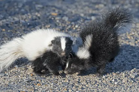 skunk types