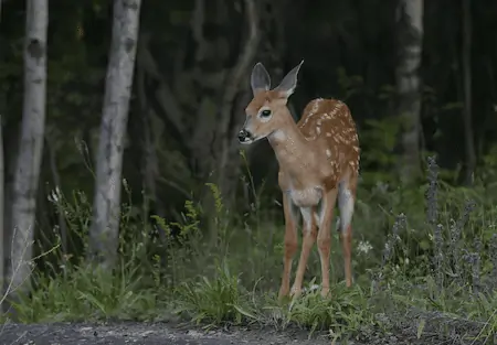 stalk a deer