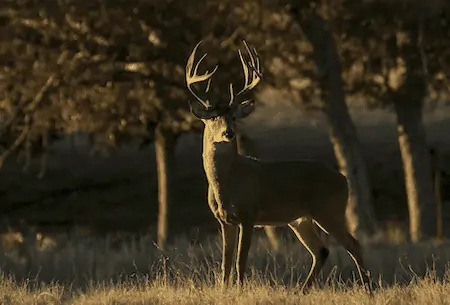 whitetail deer