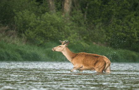 deer a good swimmer