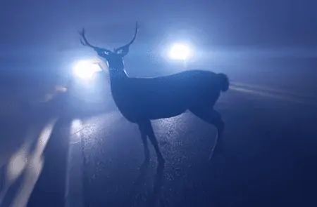 deer freeze in car headlight