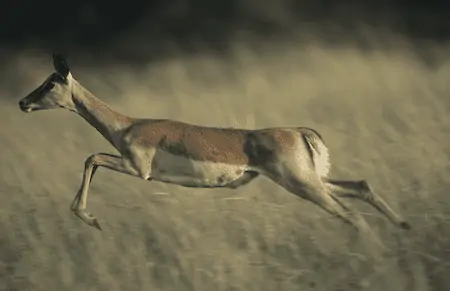 deer running