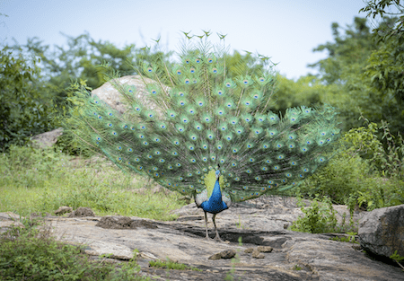 peacock