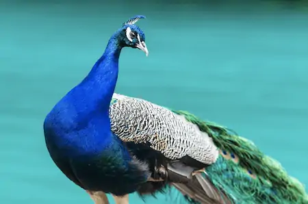 people eat peacock